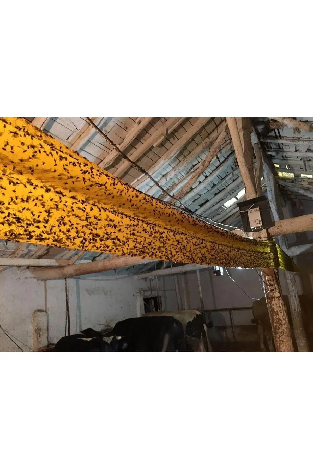 Karasinek Tuzağı 30cm-50m